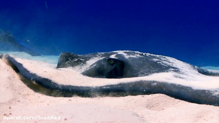 10 خطرناک ترین موجودات اقیانوس...