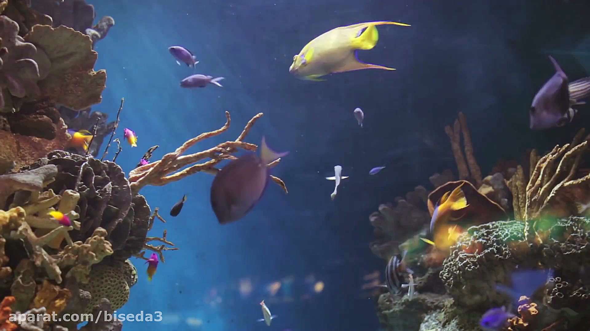 10 خطرناک ترین موجودات اقیانوس...