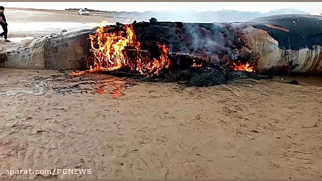 نهنگ به آتش کشیده شد