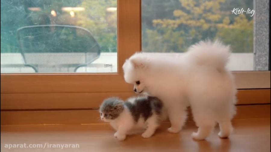 دنیای حیوانات  دوستی سگ و گربه...