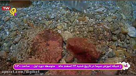 خدا چه آفریده؟ ماهی ها  قسمت س...