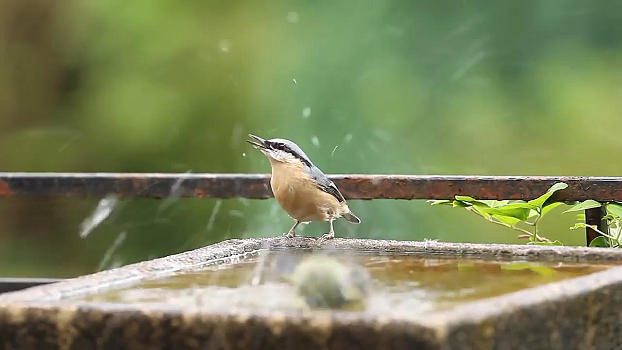 گردش و تفریح در باغ بزرگ پرندگ...