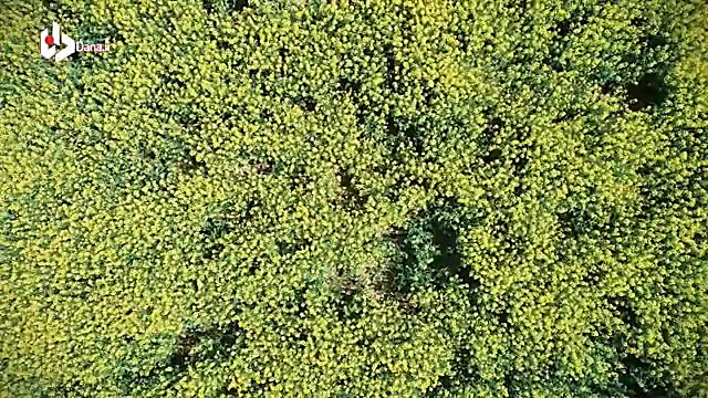 مزارع کلزا در شرق مازندران