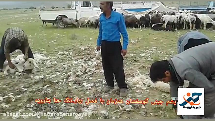 پشم چینی گوسفندان همزمان با فص...