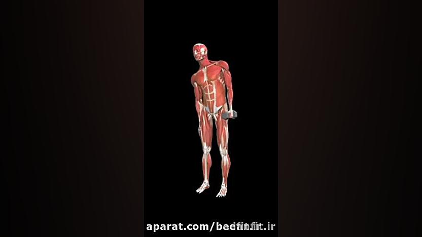 پهلو دمبل تک(تنظیم برنامه غذای...