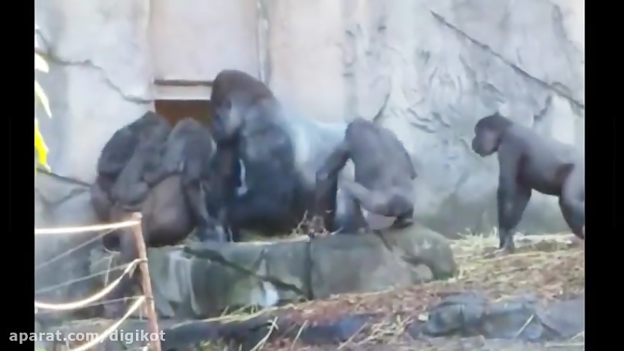 جنگ وحشتناک گوریل های باغ وحش