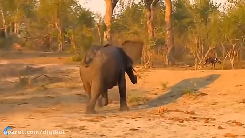 حیات وحش، شکارهای تماشایی از ک...