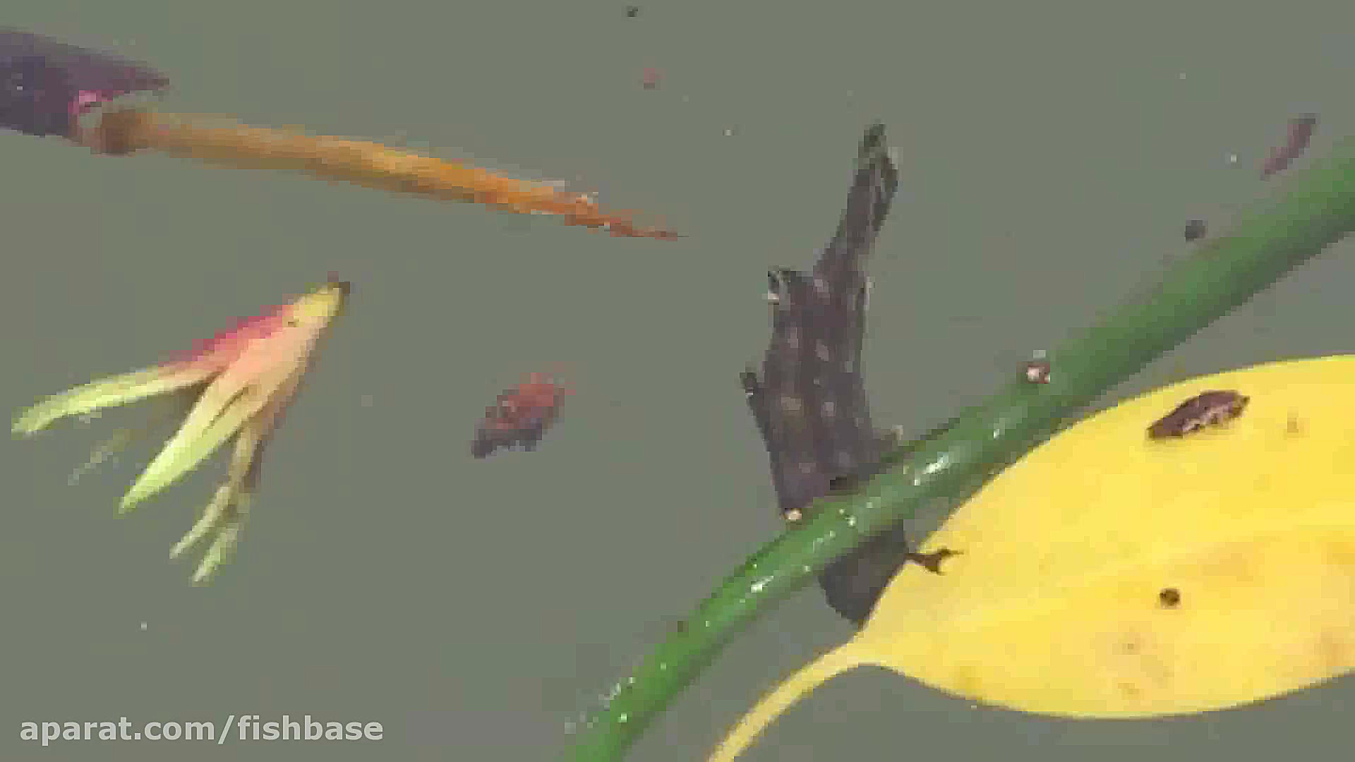 ماهی یَلّی درشت‌پولک: Terapon...