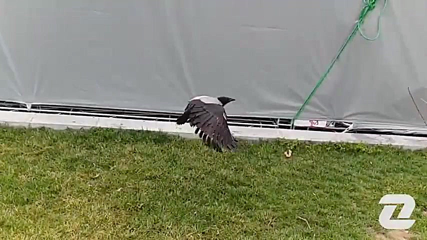 ویدئوی‌های اسلوموشن گرفته شده...