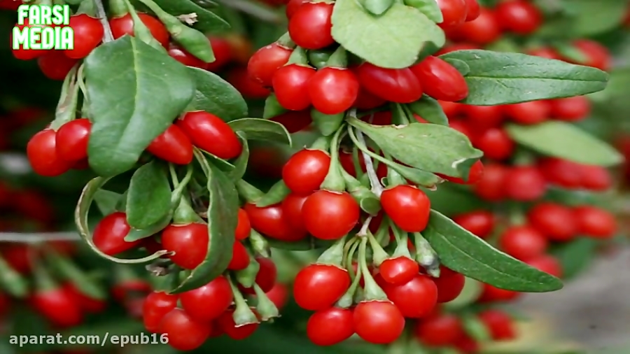 میوه گوجی بری و خواص باور نکردنی آن