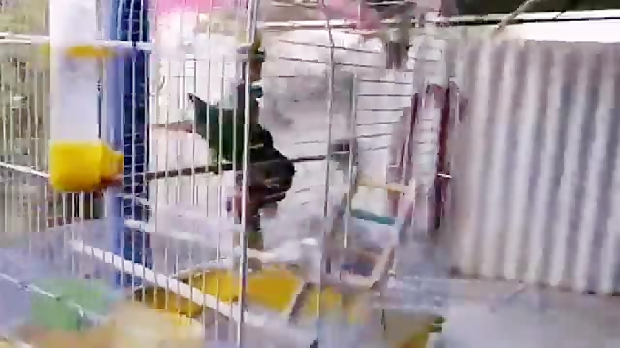 گرینچیک دست آموز من