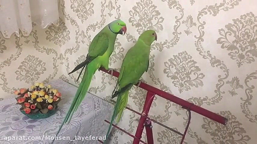 مباحثه دو طوطی!