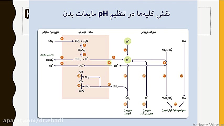 تعادل اسید باز