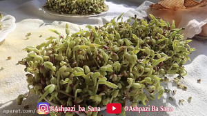 سبزه ماش برای سفره هفت سین
