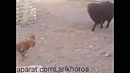 نبرد دیدنی خروس و گوسفند