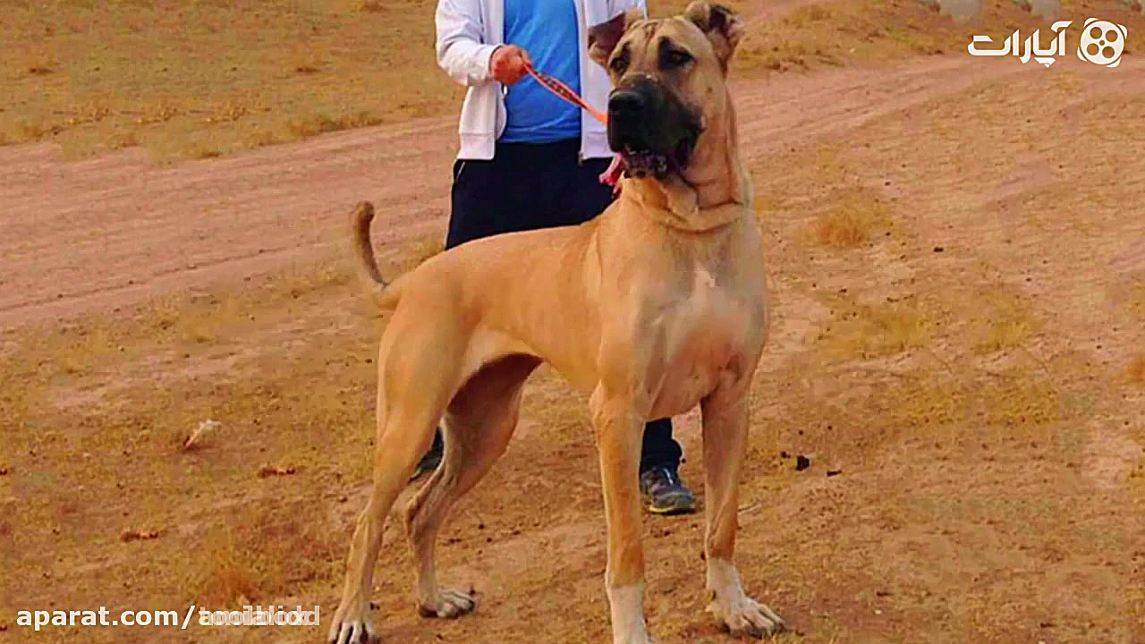 در مورد سگ های قدرتمند سرابی چ...