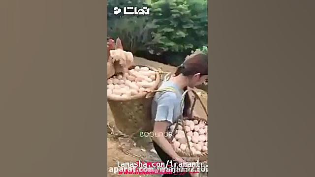 بزرگترین مزرعه سنتی ارگانیک تخ...