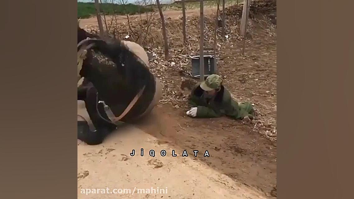 اسب حیوان نجیبی است