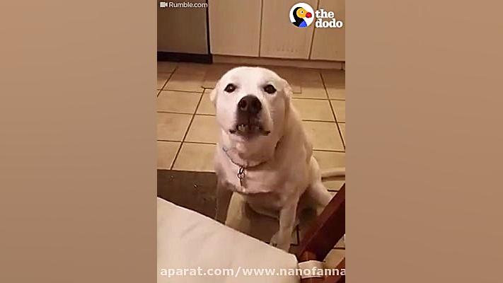 این سگ سعی می کنه زبون انسانها...