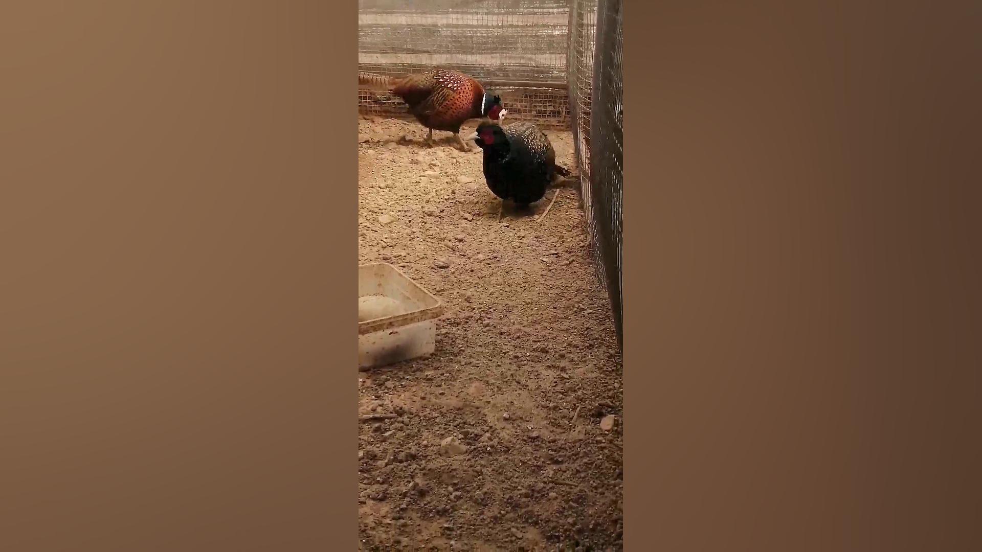 تخم قرقاول پاکستانی امریکایی ن...