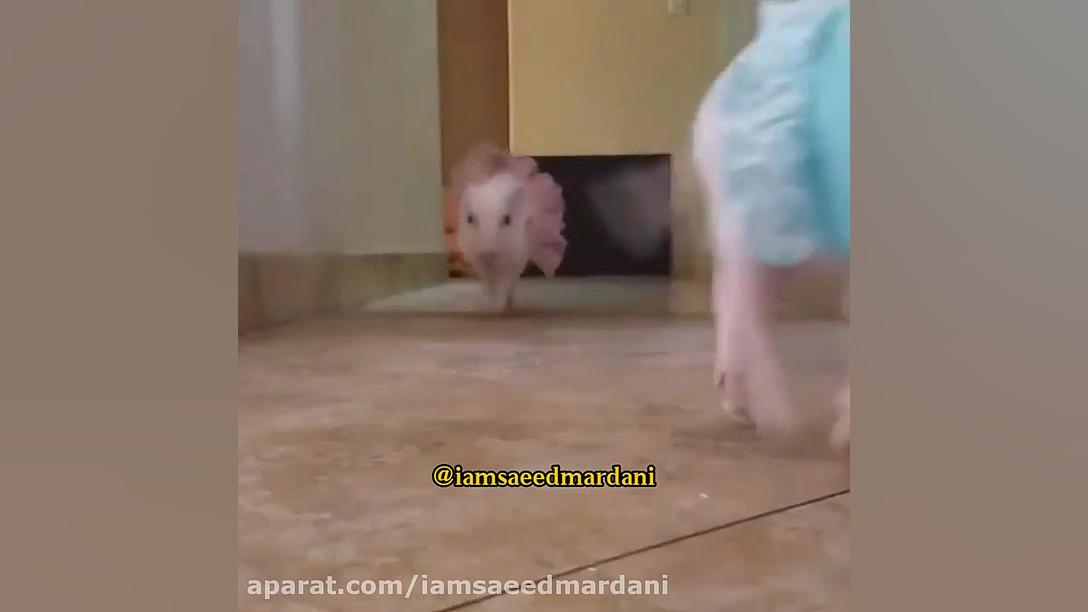 اندر احوالات تالارهای عروسی قس...