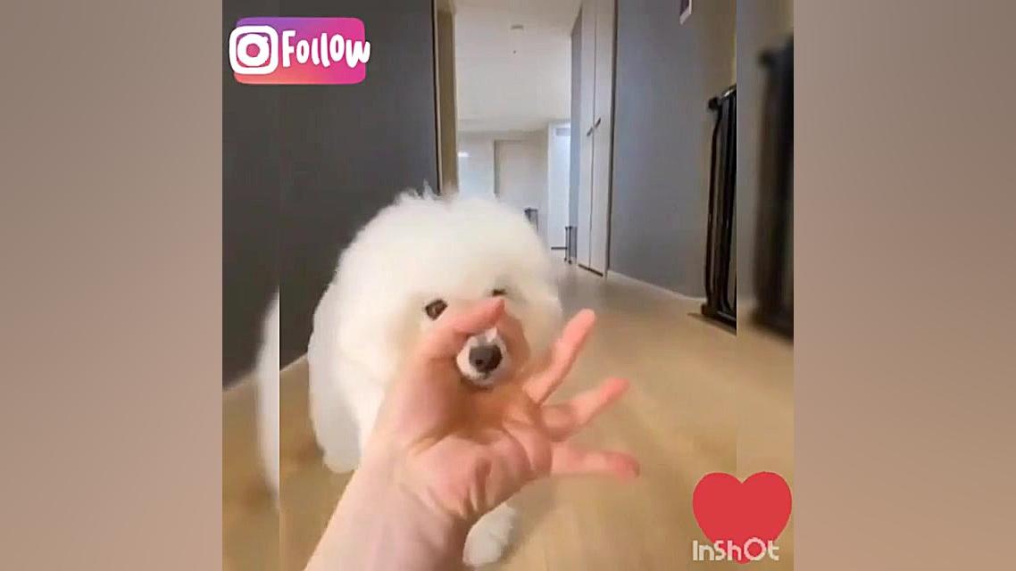 &quot;چالـش یـه هاپــو&quot;