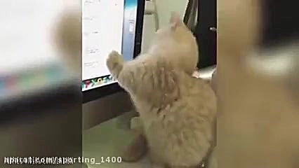 کلیپ بچه گربه های خیلی بامزه