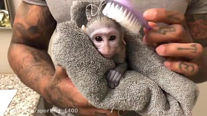 مستندحیات وحش حموم بردن بچه می...