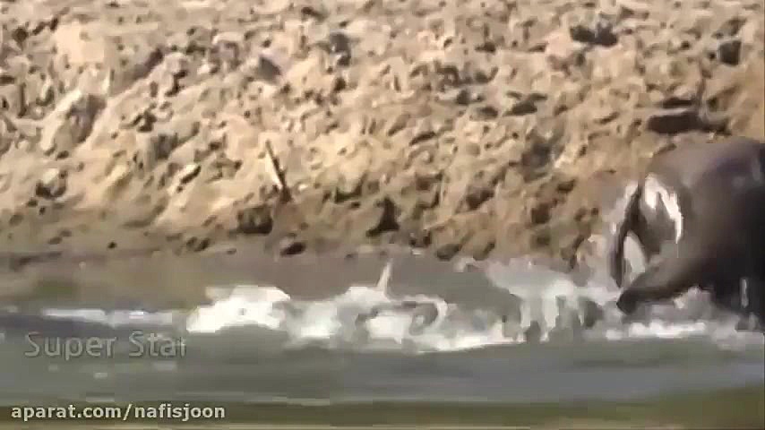 فوق العاده ترین صحنه های شکار...