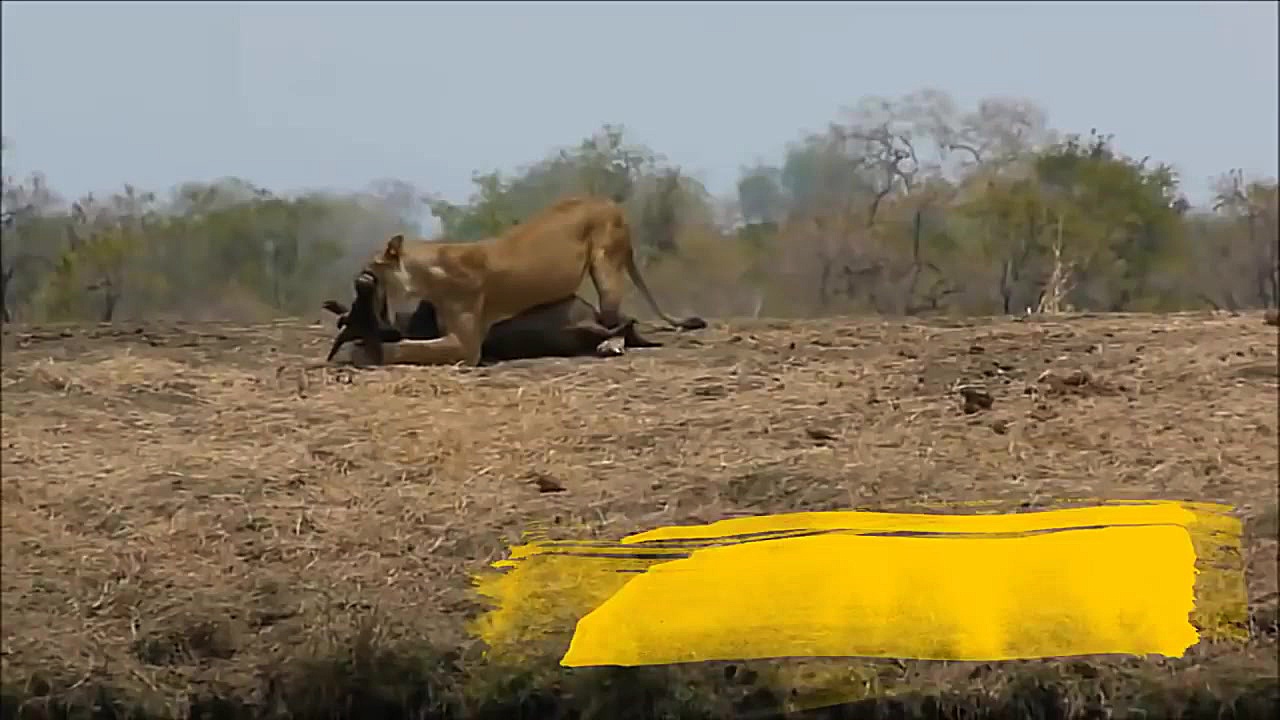 شیر ماده از استتار ناگهان بر م...