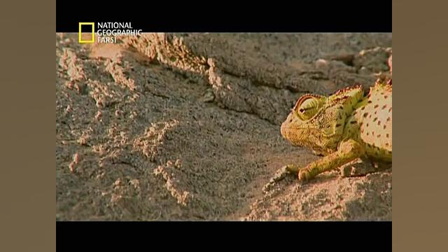 فیلم دنیای ترسناک حیوانات وحشی...