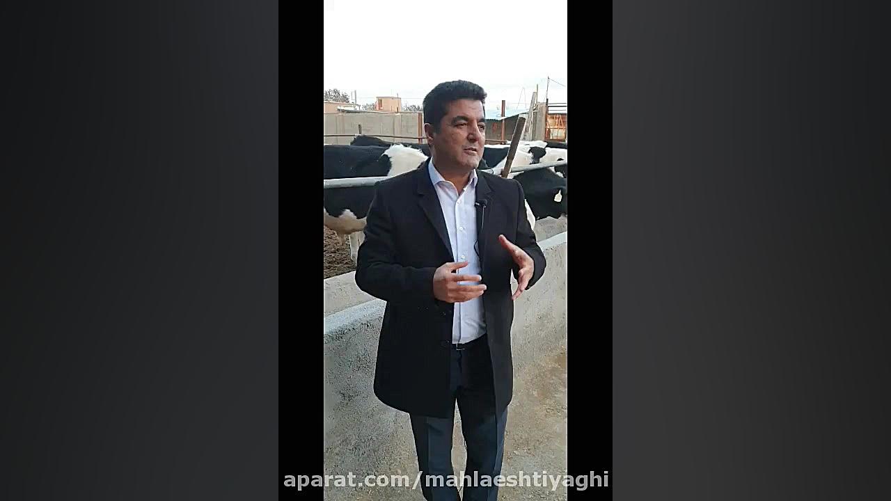 دکتر علی شاه حسینی  گاوداری  م...