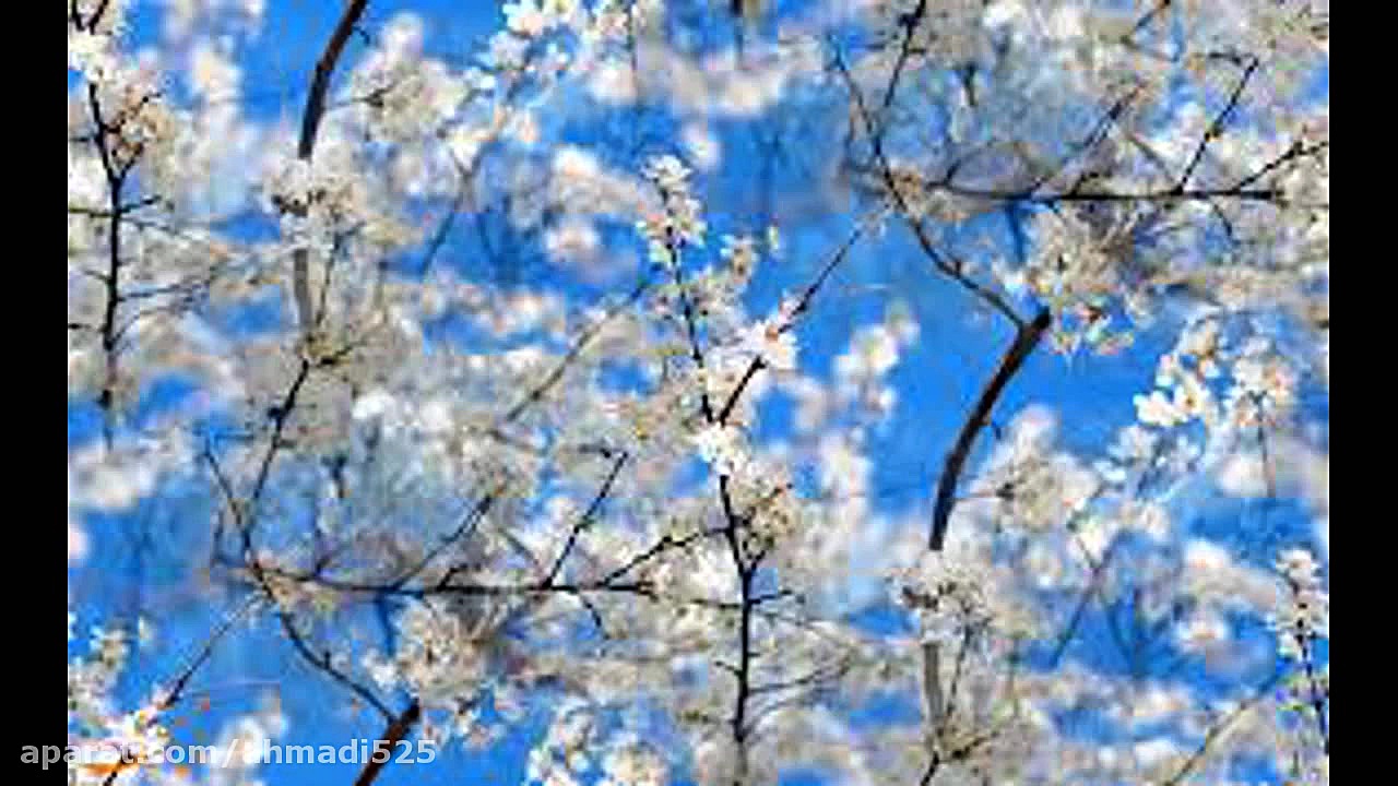 موسیقی بی کلام گل آفتاب گردان