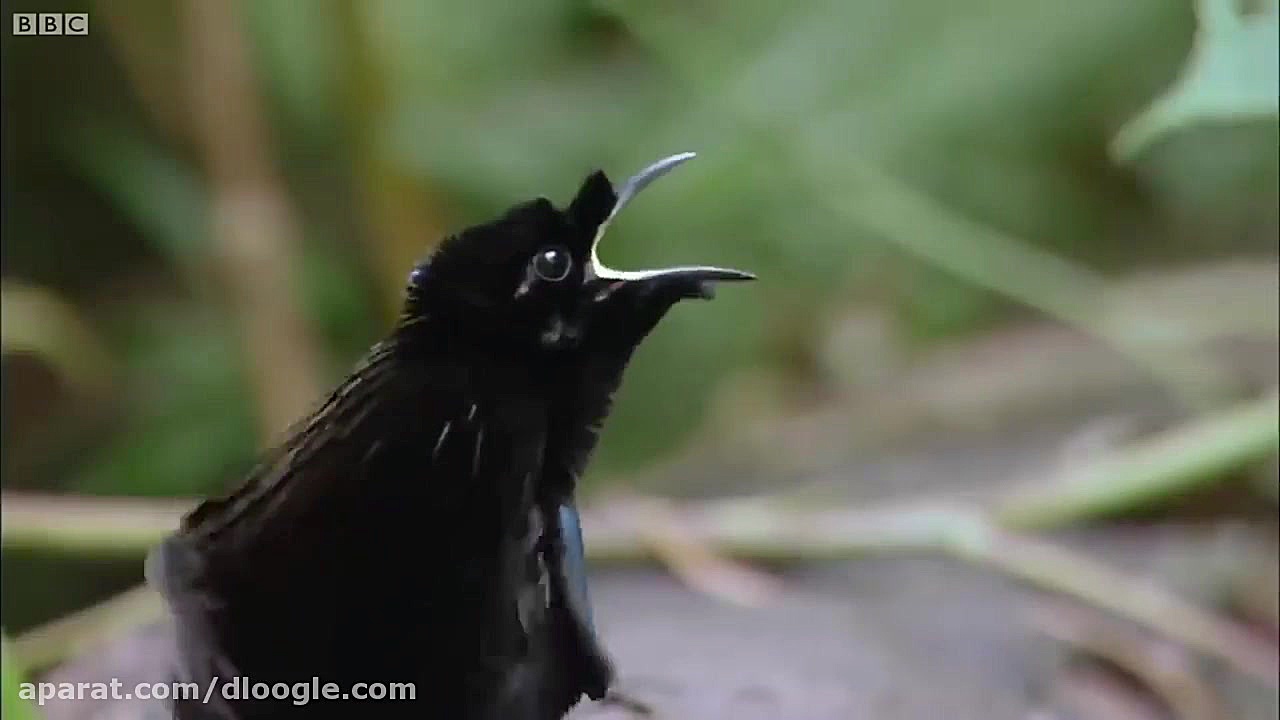 حیوانات جالب و باهوش جهان