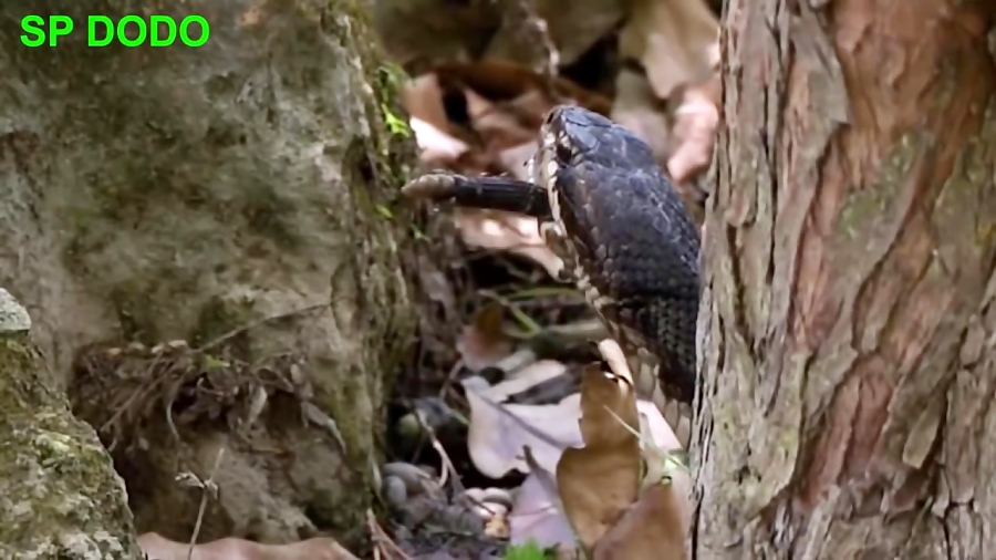 مستند حیات وحش | شکار میمون تو...