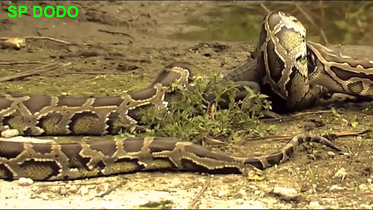 مستند حیات وحش | شکار میمون تو...