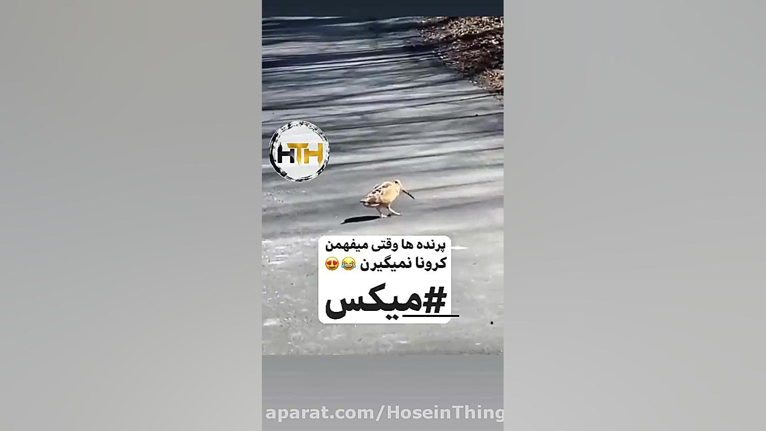 پرنده ها وقتی میفهمن کرونا نمی...
