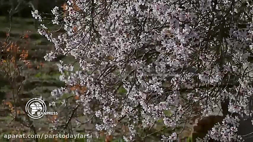 رقص شکوفه&zwnj;های بهاری در آس...