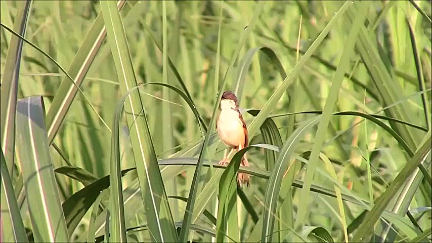 عید نوروز  سال نو