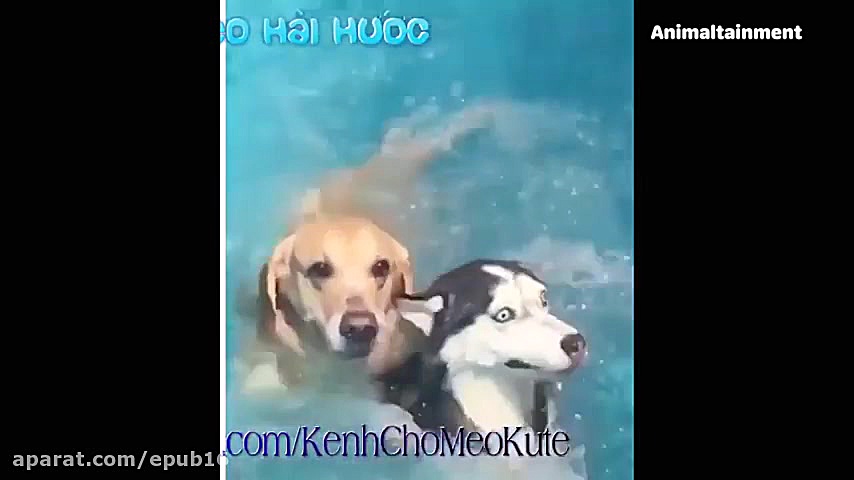 سگ های خنده دار  فیلم های حیوا...