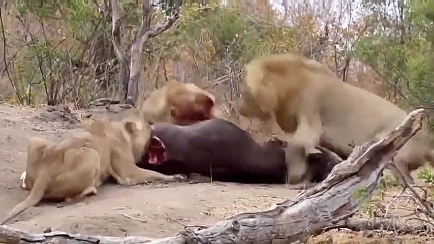 بهترینهای حیات وحش