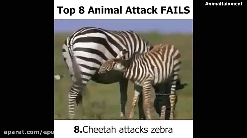 مبارزه شیر و اسب آبی: مجموعه س...