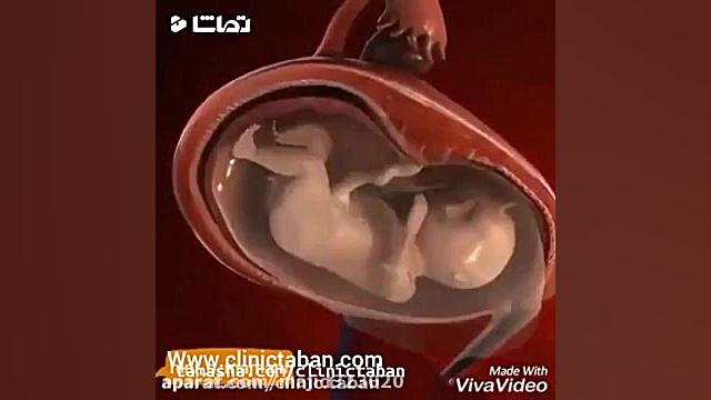 مراحل لقاح و شکل گیری جنین