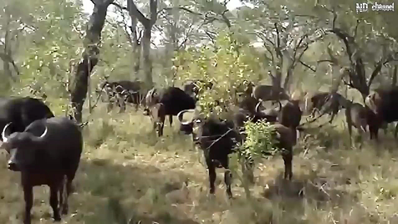 حیات وحش، حمله شیرها برای شکار...