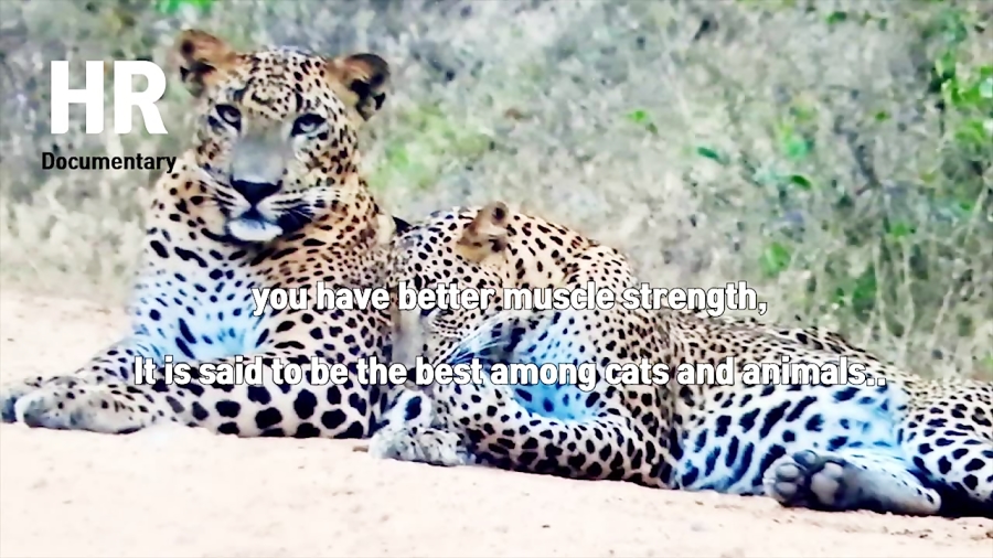 5 حمله سهمگین شیرها به پلنگ تن...