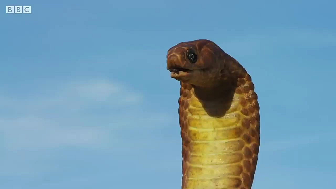 رفتارهای شگفت انگیز حیوانات گر...