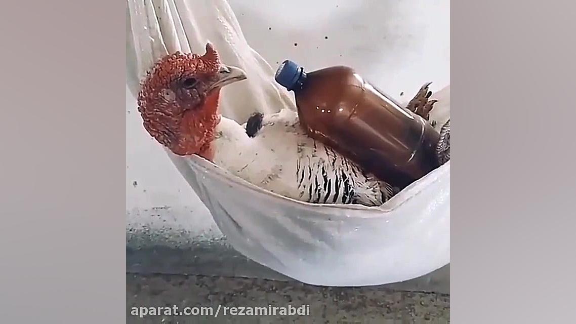 خروس های روزگار