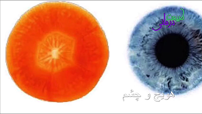 میوه هایی که به اعضـ ـای بد ن...
