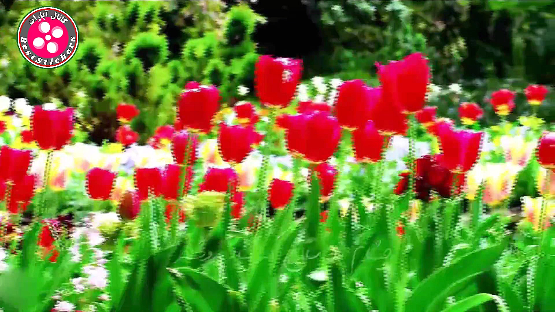 آهنگ زیبای  بهار  با صدای قاسم...