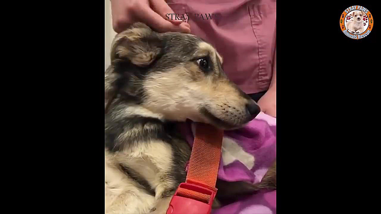 فریادهای سگ یخ زده از شدت درد...